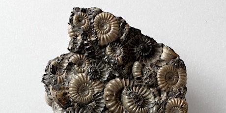 Sketching Ammonites: A Celebration of Mary Anning primary image