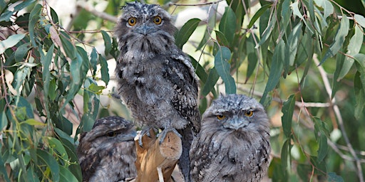 Image principale de Torchlight Wildlife Walk