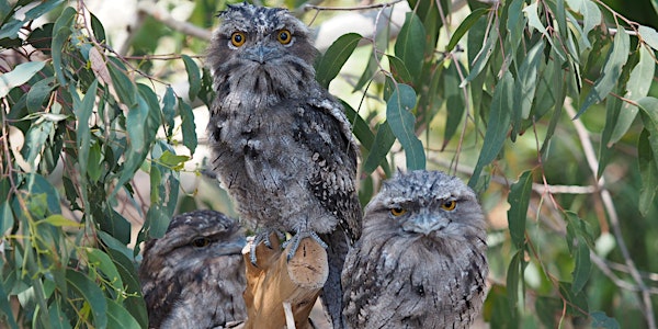 Torchlight Wildlife Walk