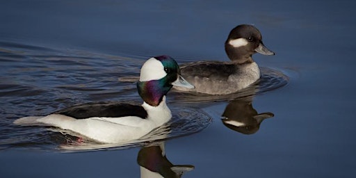Image principale de Bird Walk - Hains Point