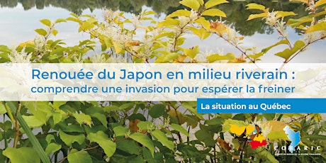 Québec | Renouée du Japon en milieu riverain primary image