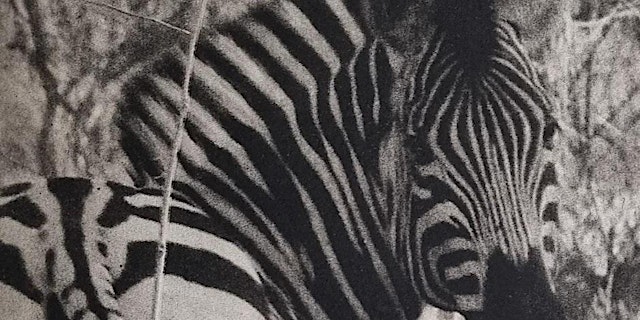Image principale de Printmaking Workshop Series - Photopolymer etching