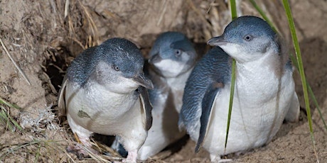 Penguin Awareness Day with Phillip Island Nature Parks