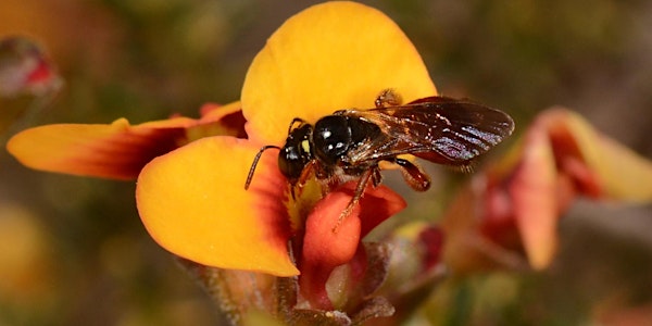 The Upper Campaspe Pollinator Project