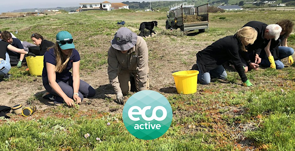 eco active business: Invasive species removal (purple dew plant)