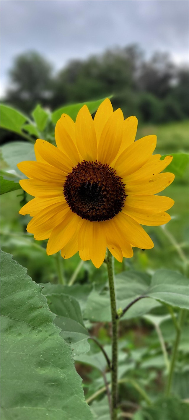 Image principale de Sunflower Photoshoot - Breyer Patch Farm