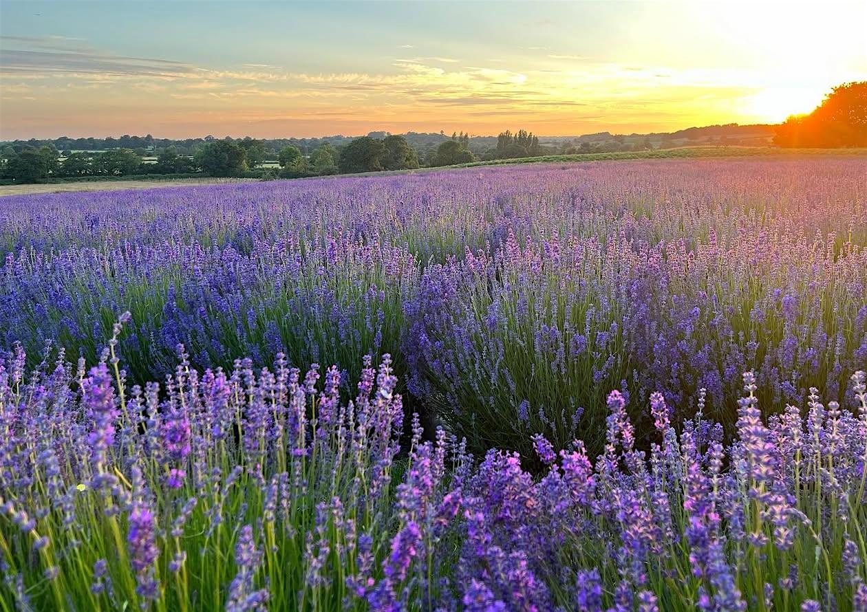 Evenings at the Warwickshire Lavender Farm (4th July 2026)