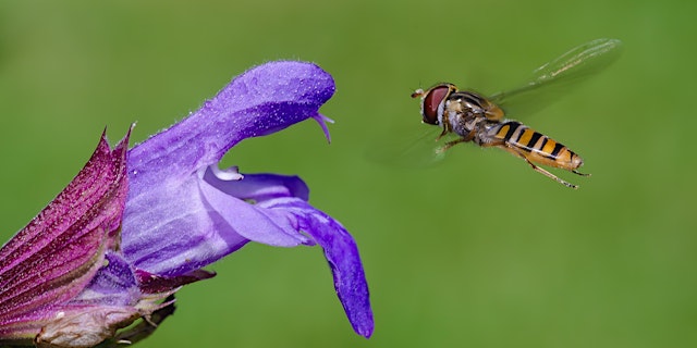 Image principale de Makrofotografie in der freien Natur