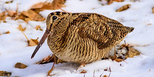 Image principale de Woodcock Watch 2026