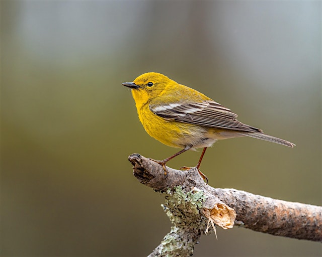 Birding at Burden July 2026 primary image