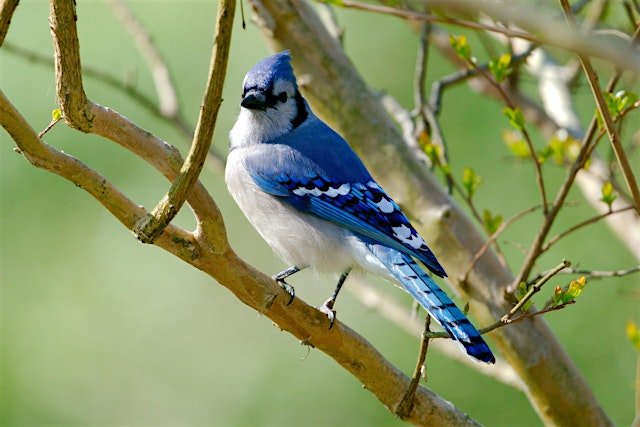 Birding at Burden August 2026 primary image