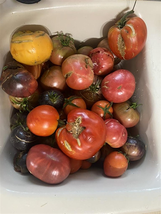 Image principale de Seed Saving and Backyard Plant Breeding Workshop