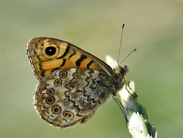 Image principale de Learn to survey series - Butterflies