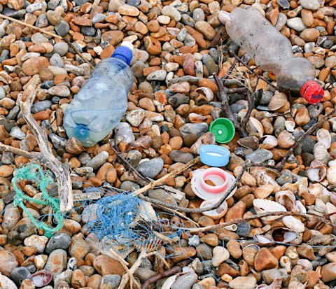 Corporate Wild Work Day: Beach Clean and Survey Day at Rye Harbour
