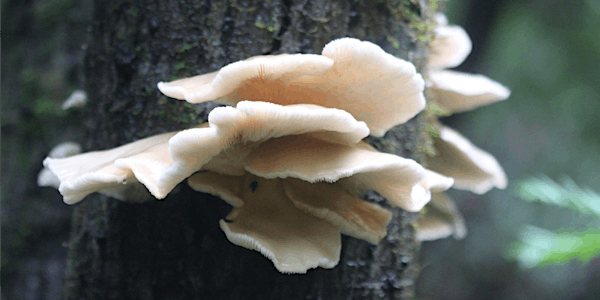Wild Mushroom Exposition