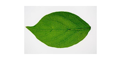 Image principale de Awakening Into Stillness: A Spring Forest and Sound Retreat