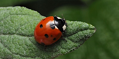 Image principale de Who's Bugging Your Garden?