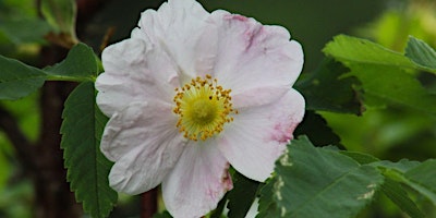 Image principale de The Power of Native Plants