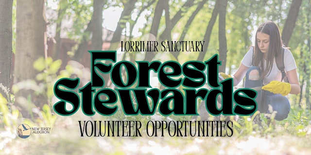 Image principale de Forest Stewards:Volunteer Opportunities