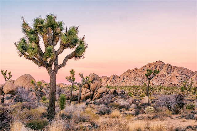 Image principale de Joshua Tree National Park: Self-Driving Audio Tour