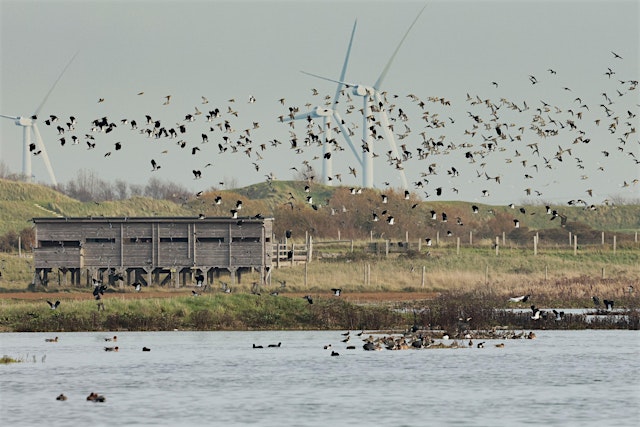 Imagem principal de Corporate Wild Work Day: Conservation Day at Rye Harbour Nature Reserve
