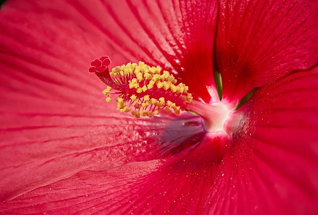 Image principale de Flower Photography Workshop