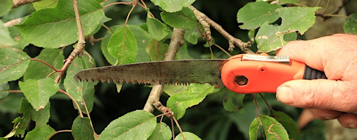 Rose Pruning with Steve Malsher - Morning only image