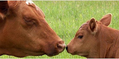 Image principale de Tra Mucche & Vitellini