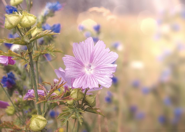 Image principale de The Spirit of Herbs Workshop with Michael Vertolli