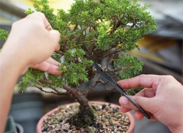 Ashton Ferns Bonsai Forest Class at The Harmony Inn primary image