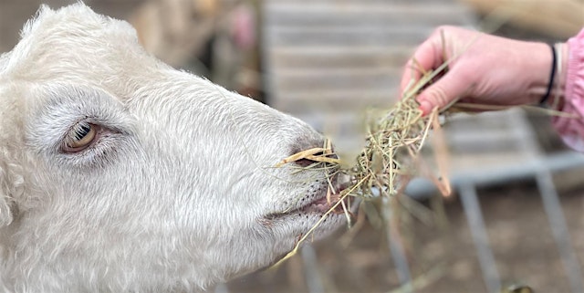 Image principale de TheraFarm® Morning Kids Summer Camp: A Nature-Based Fundraiser Program