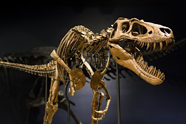 Burpee Museum's 2026 Summer Day Camp: Prehistoric Minds (July 20 - 24) primary image