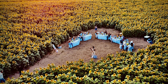 Primaire afbeelding van Sunset Sunflower Paint & Sip at Campbell's Cross Farm | 8th August, 5:30 Pm