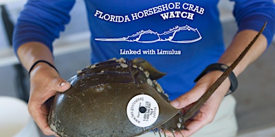Image principale de Florida Horseshoe Crab Watch Training Workshop Spring 2026