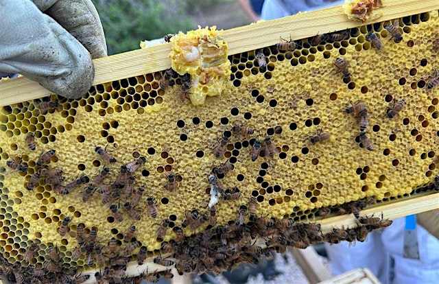 Image principale de 2026 July Bee Meeting