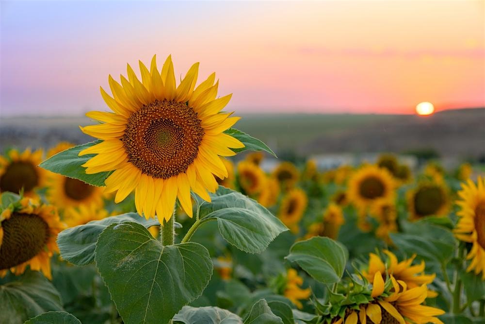 Music for a Summer's Evening