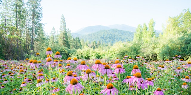 Image principale de Community Herbal Series: Herbal Tea Making Class at Herb Pharm