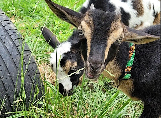 Hauptbild für Walk with Goats