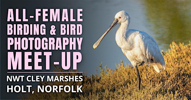 Image principale de All-Female Birding & Bird Photography Morning