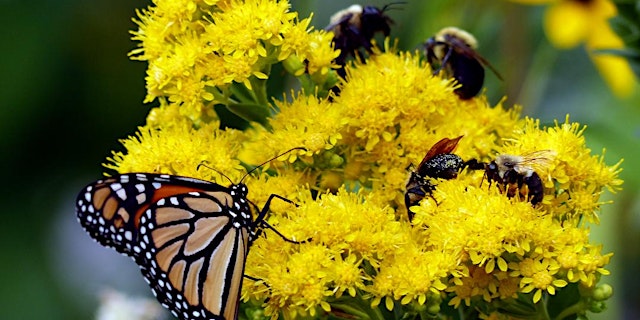 Image principale de Growing Native Plant Seed Orchards: Can Wild Genetics Be Farmed?