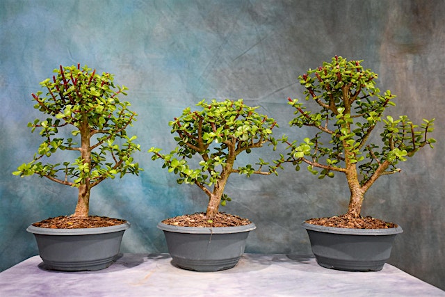Image principale de Sunday Cork Bark Dwarf Jade with Ryan Rubel