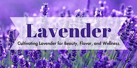 The Benefits of Lavender primary image