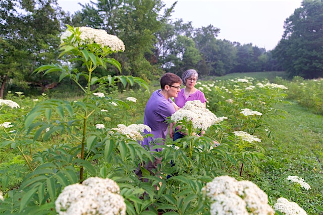Image principale de Farm Tour & Workshop: Ohio Elderberry Farm + Kitchen