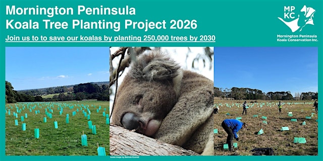 Image principale de Koala Food Tree Planting Day - Flinders