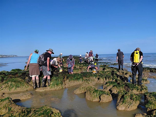 Imagem principal de Corporate Wild Work Day: Roots & Ripples: Woodland & Beach Digital Detox