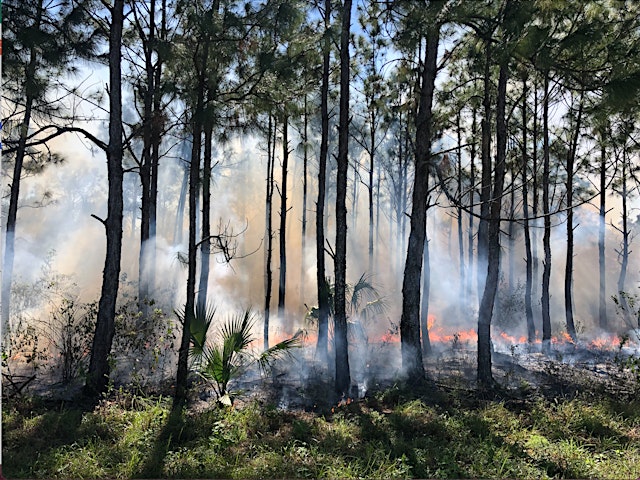 Image principale de Fire in Florida