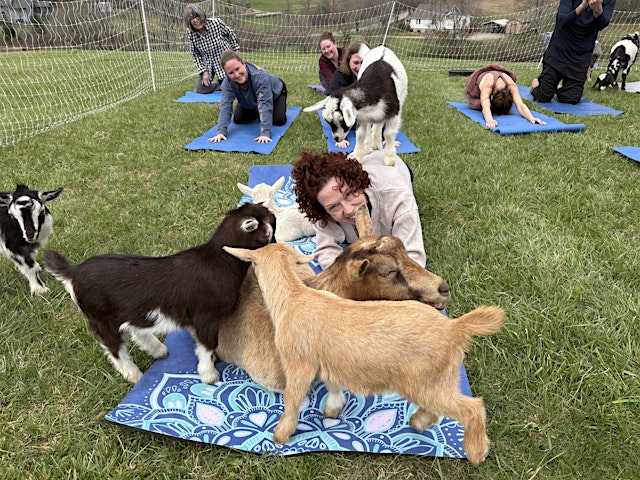 Goat Yoga in Asheville primary image