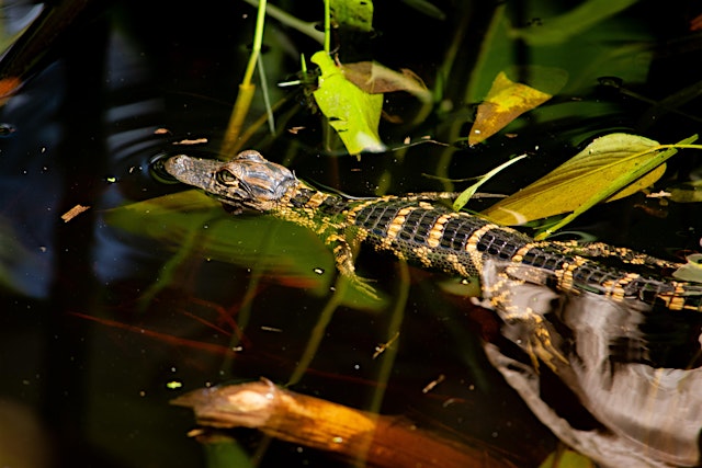 Image principale de Life as an Alligator Biologist