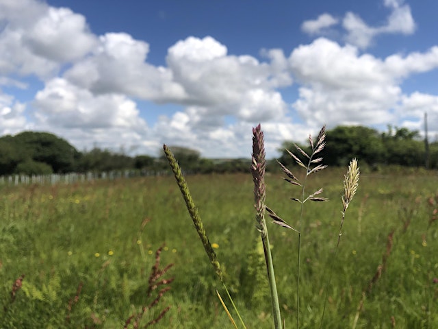Image principale de Grasses (ERCCIS Workshop)