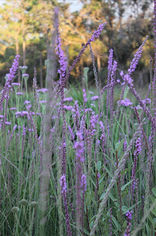 Image principale de Nature; Medicine for the Mind